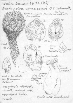 Vorschaubild Nectandra comasensis O.C. Schmidt